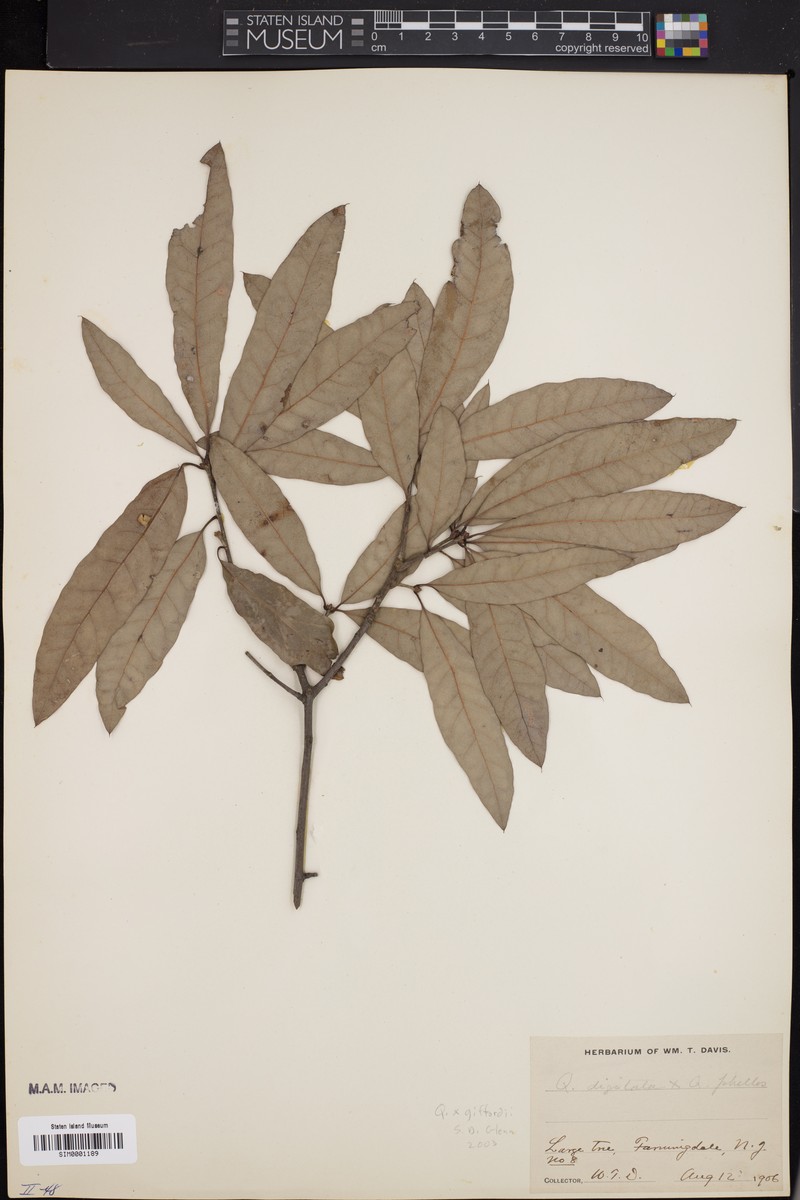 hybrid oak photo 5