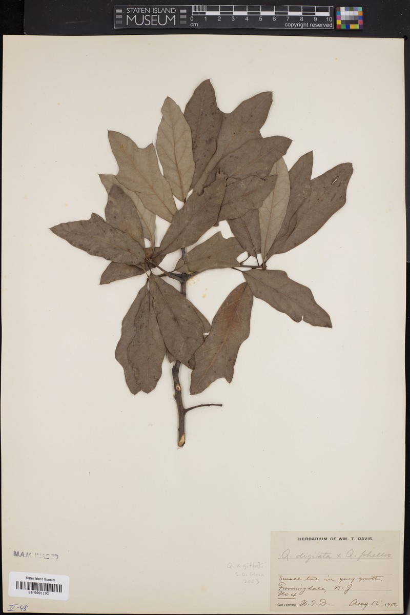 hybrid oak photo 6