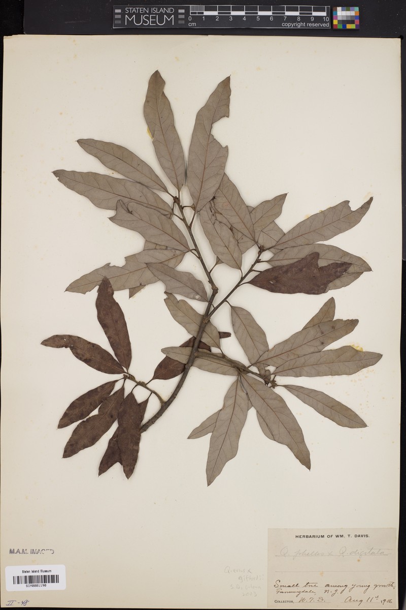 hybrid oak photo 8