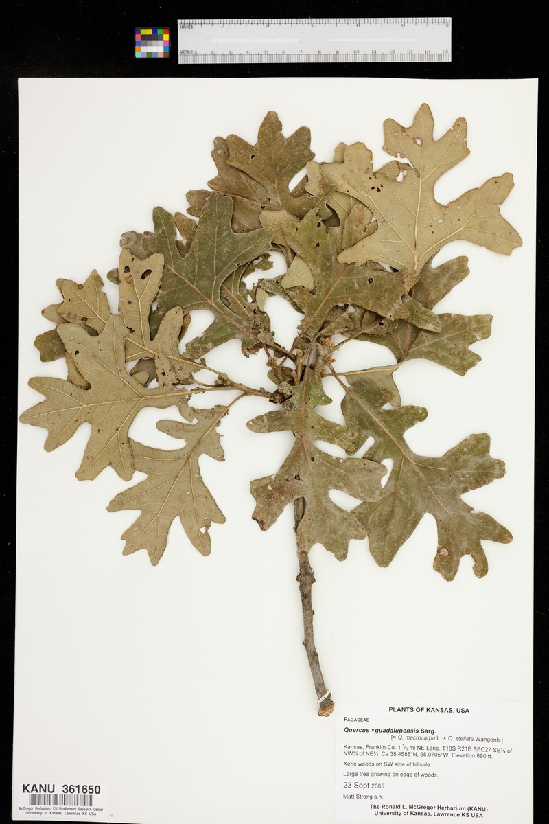 Guadalupe Oak