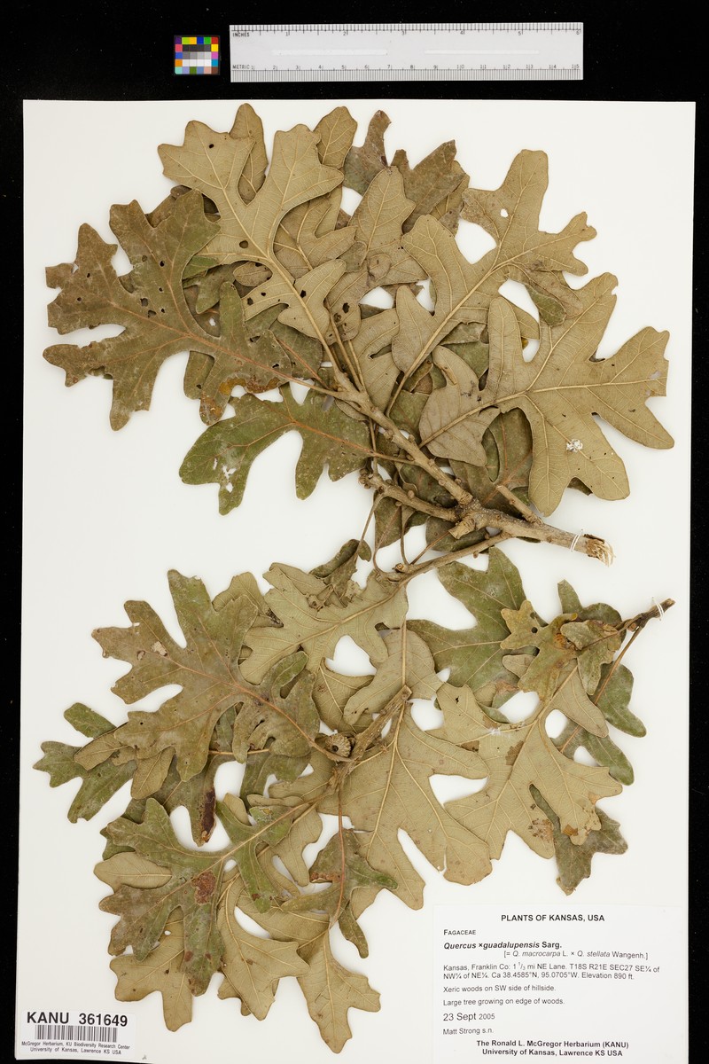 Guadalupe Oak photo 2