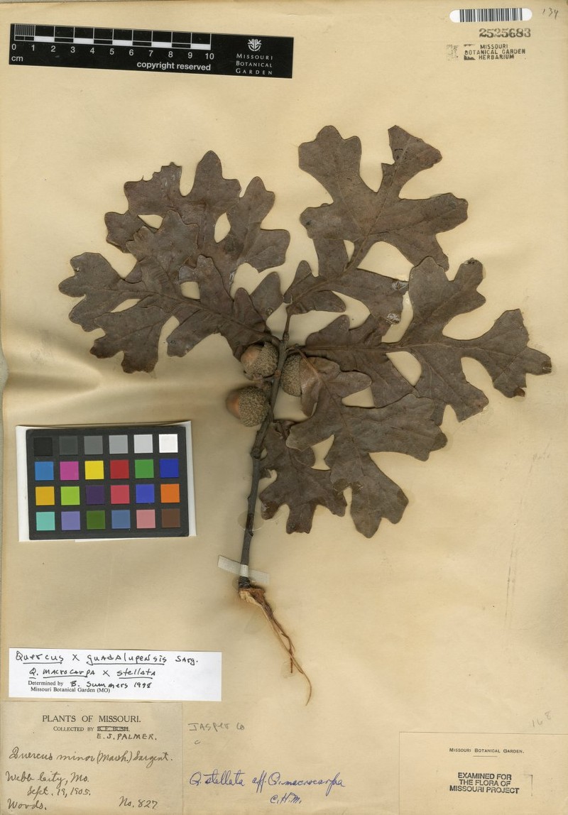 Guadalupe Oak photo 3