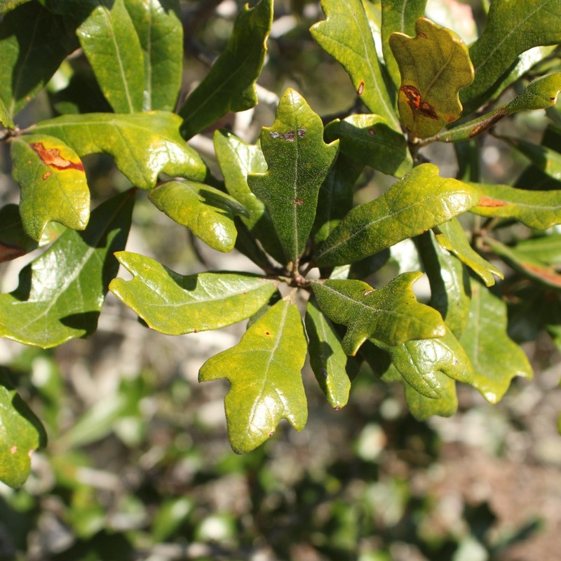 Harbison Oak