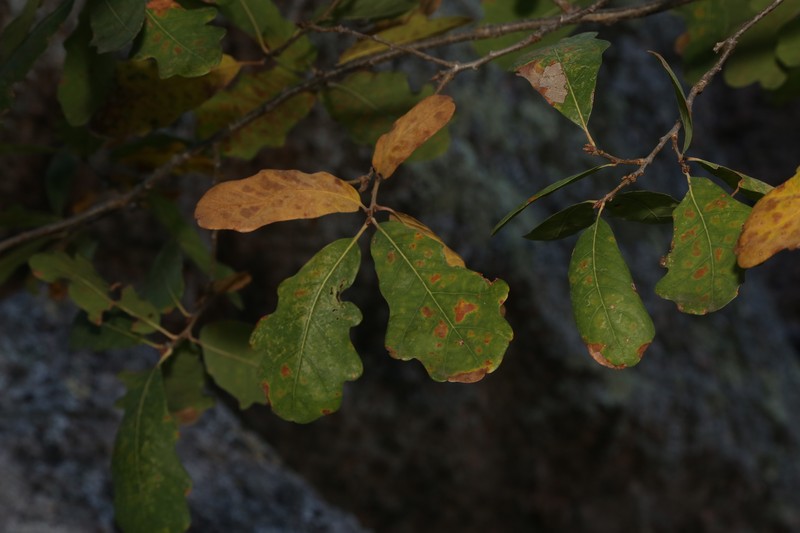 Harbison Oak photo 2