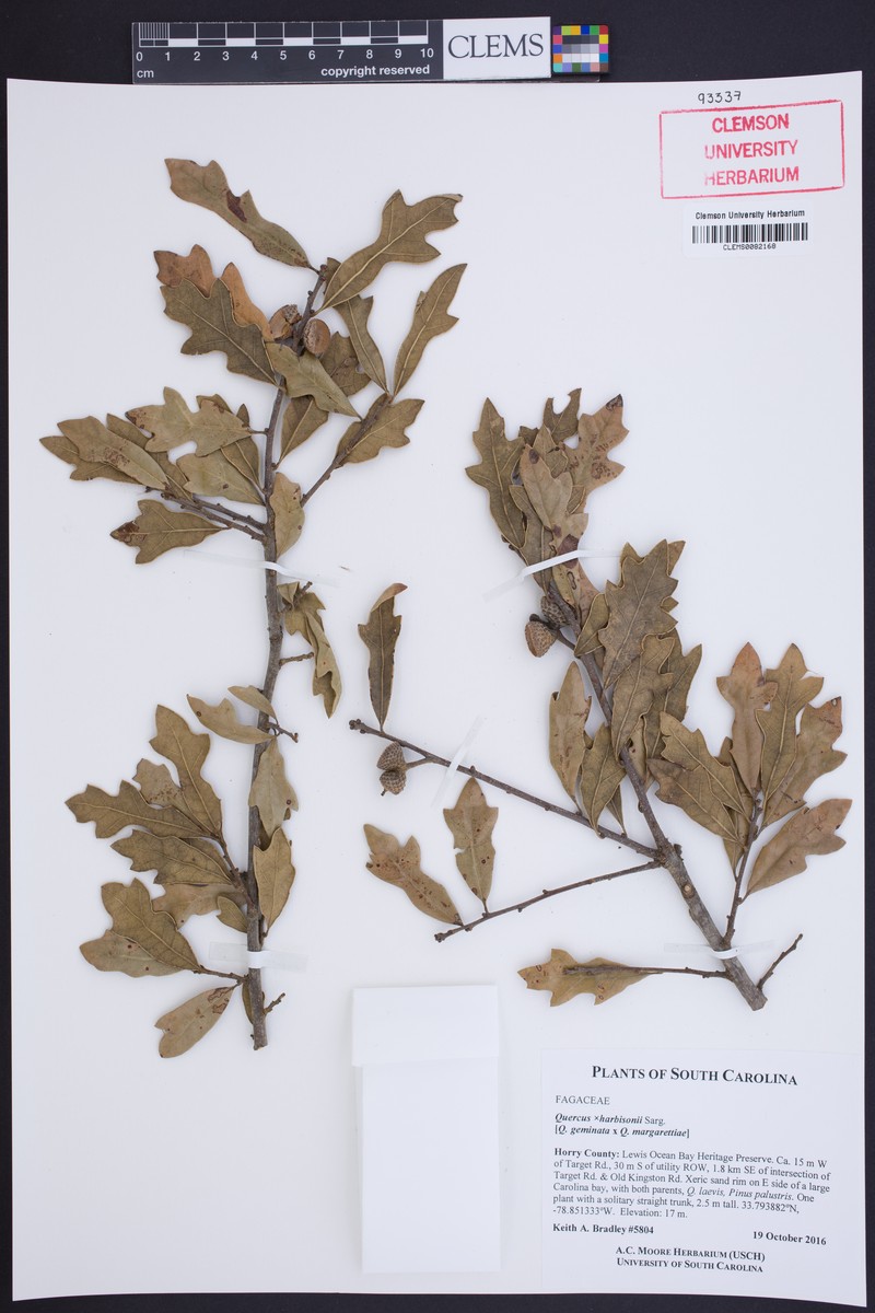 Harbison Oak photo 7