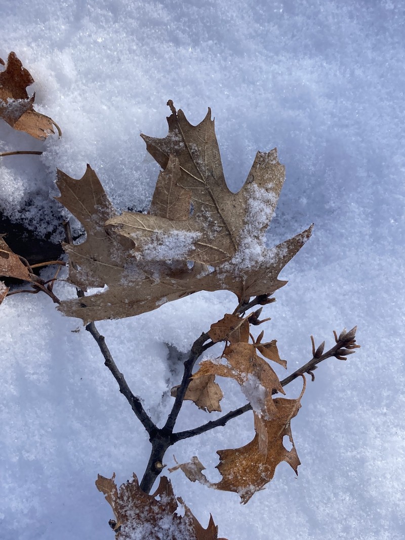 hybrid oak