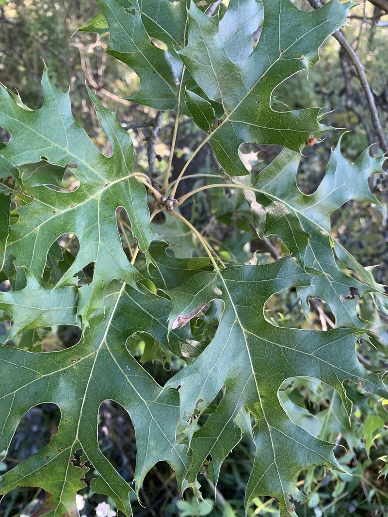 hybrid oak photo 2