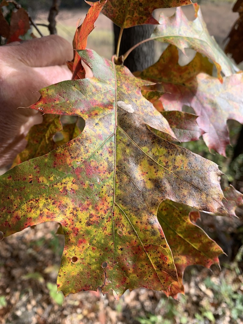 hybrid oak photo 3