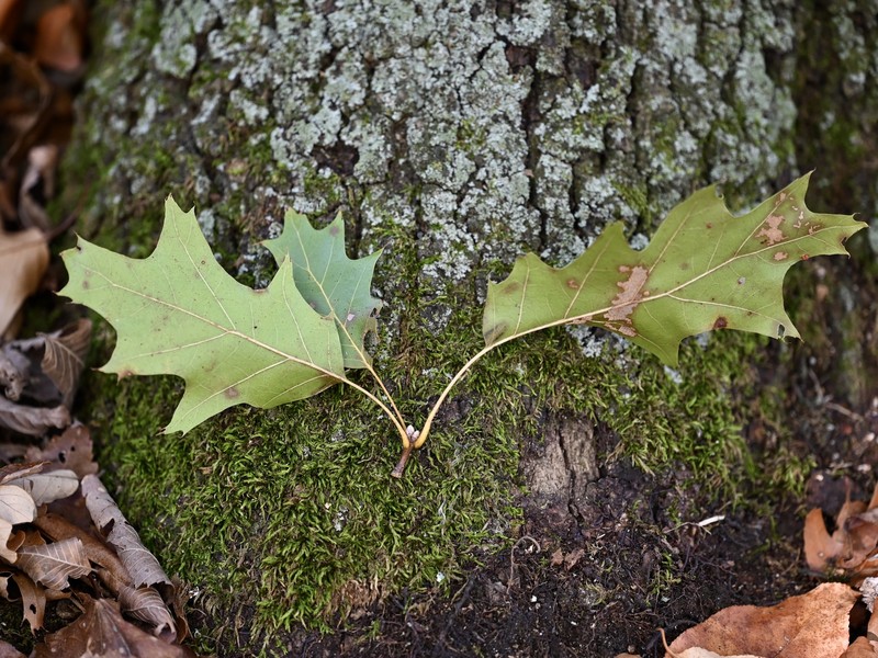 hybrid oak photo 4