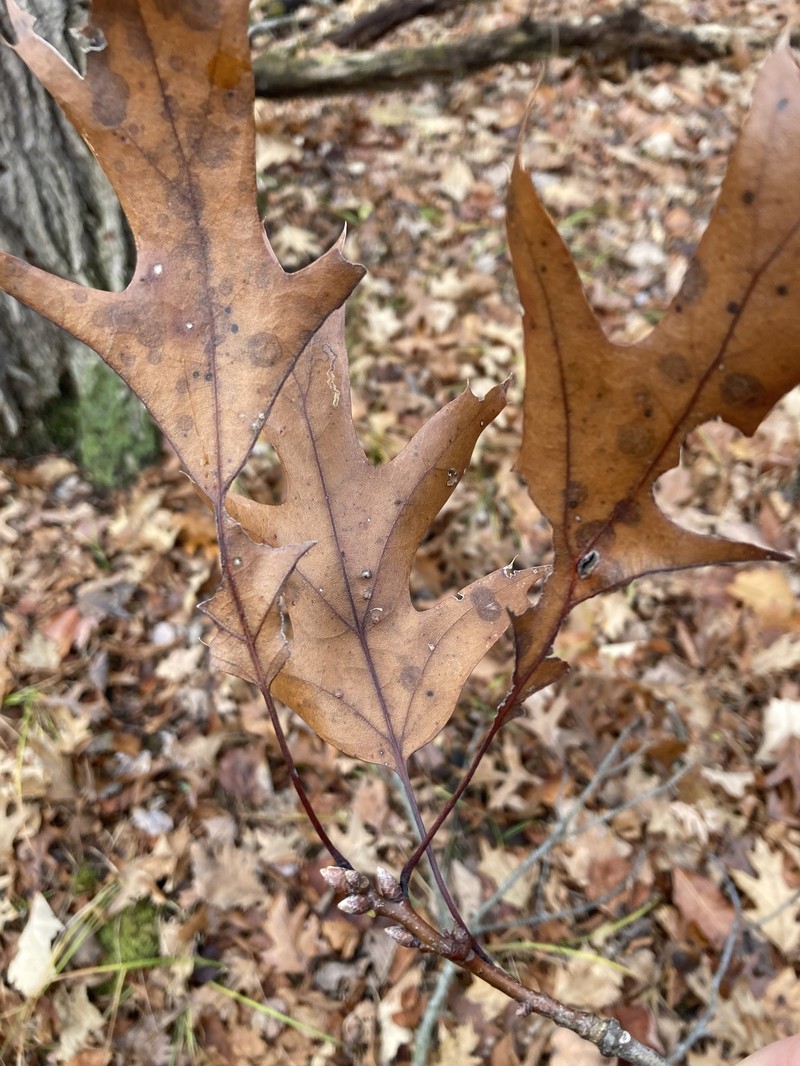 hybrid oak photo 5