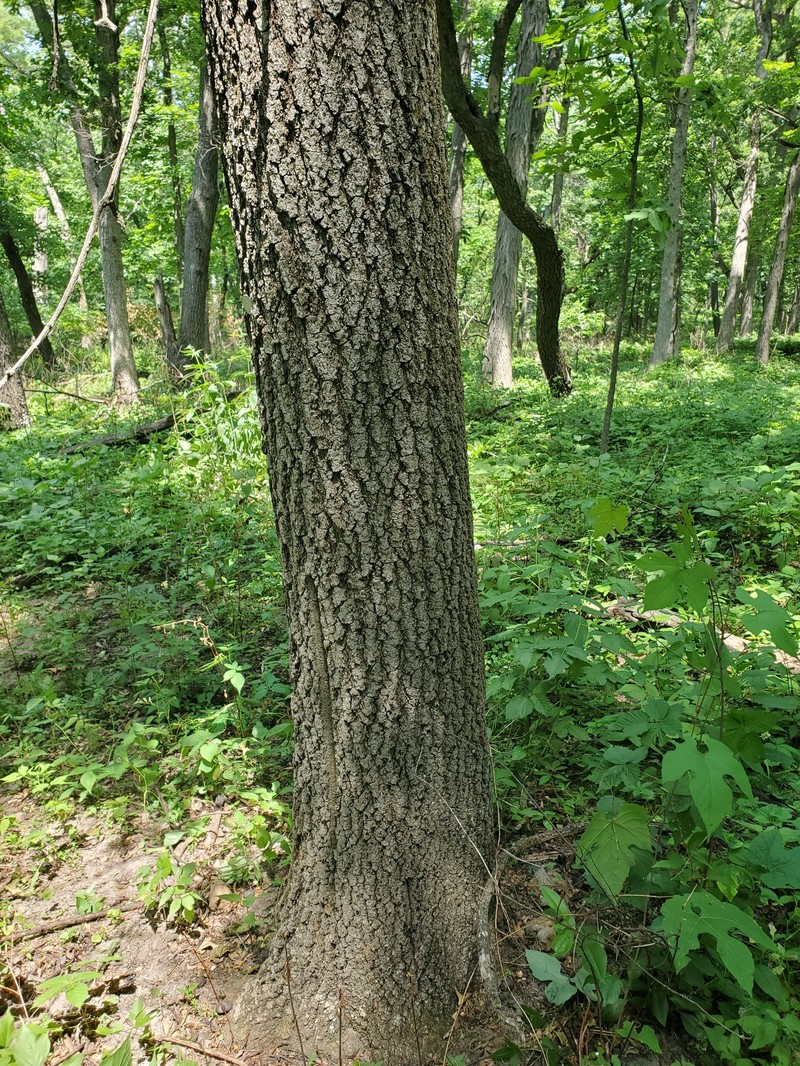 hybrid oak photo 6
