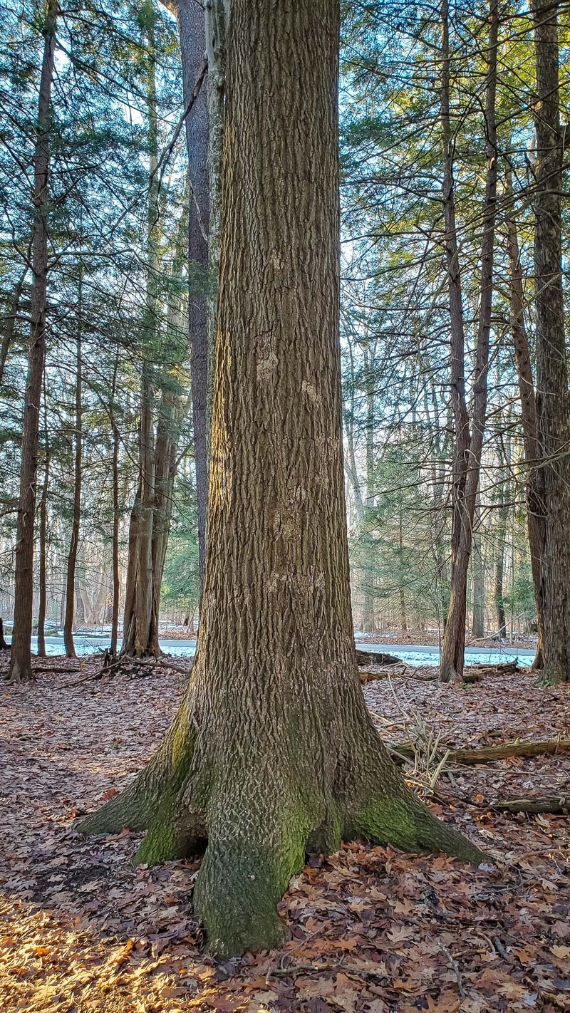 hybrid oak photo 7