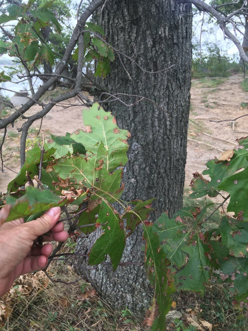hybrid oak photo 8