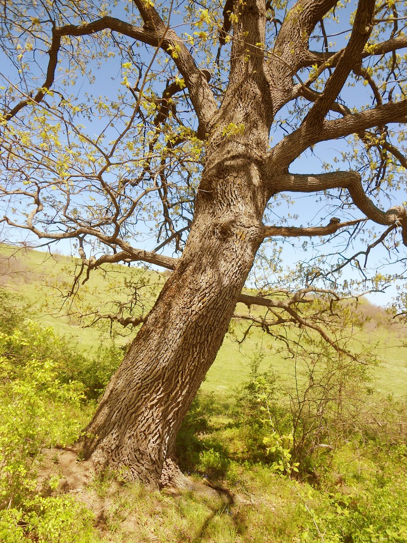 Quercus × haynaldiana