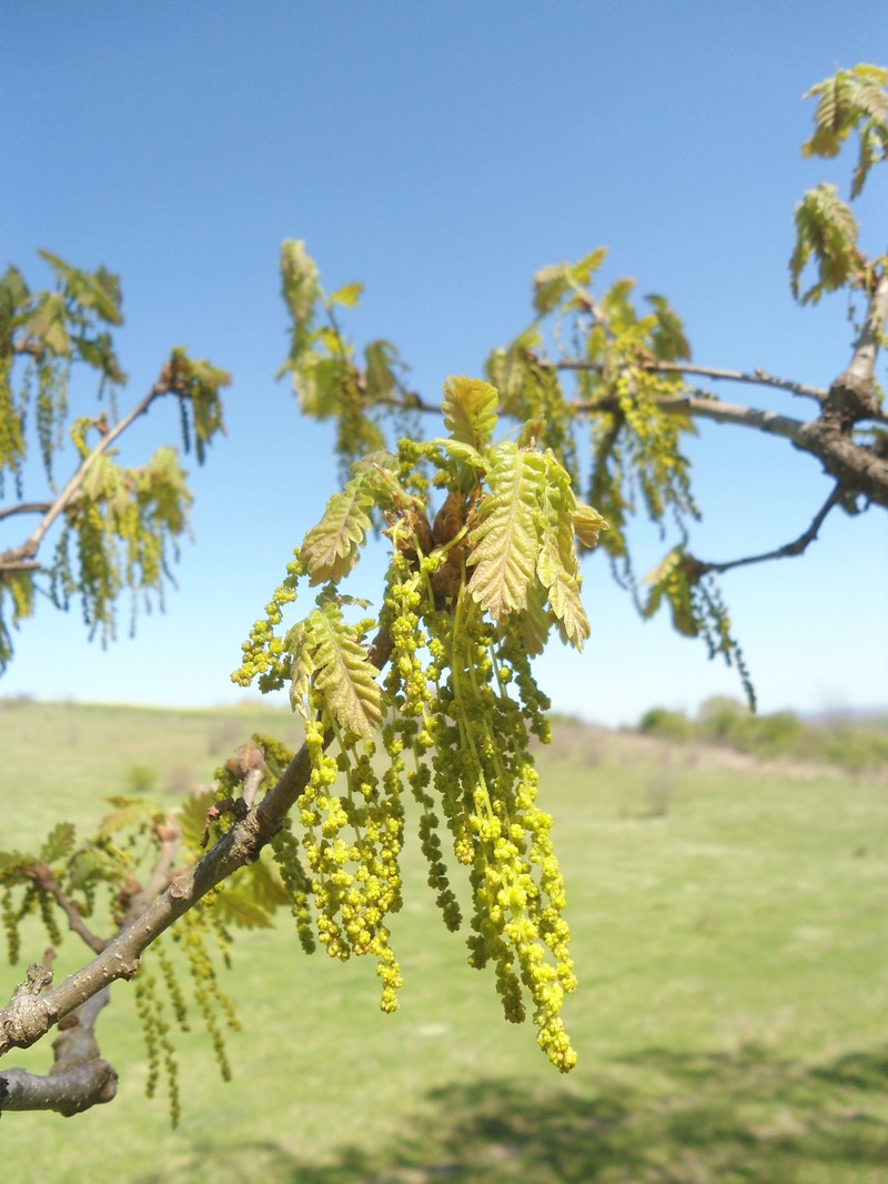 Quercus × haynaldiana photo 2