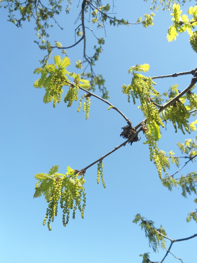 Quercus × haynaldiana photo 3
