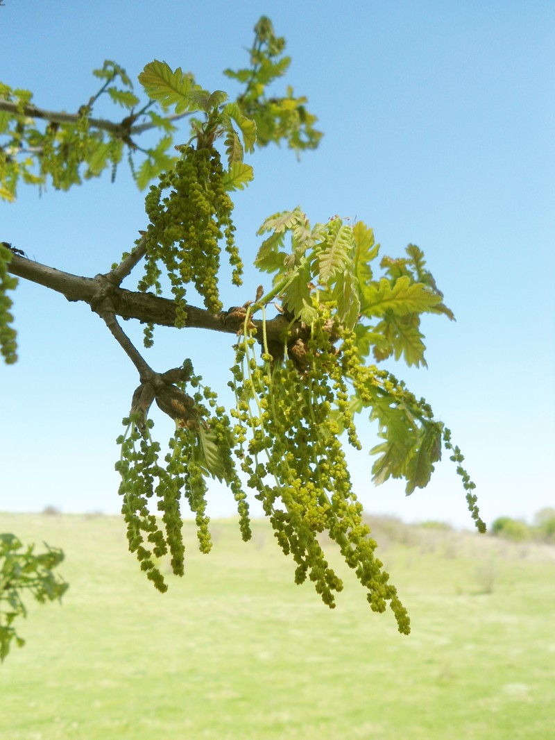 Quercus × haynaldiana photo 4