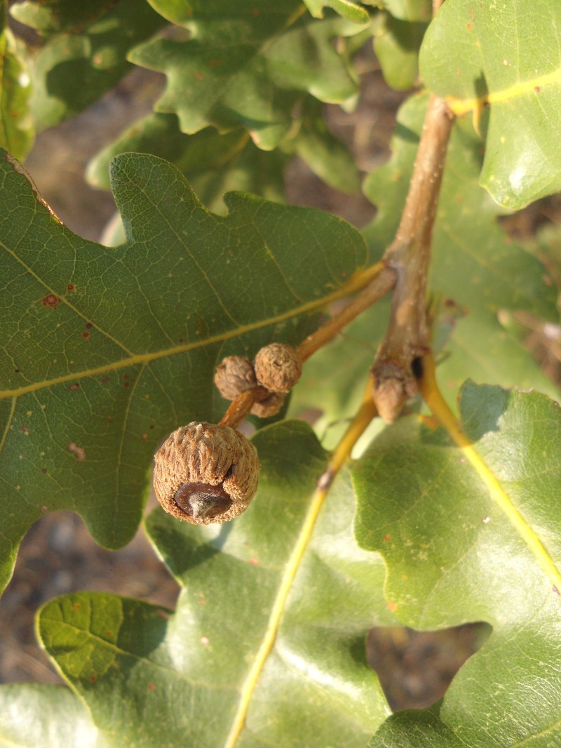 Quercus × haynaldiana photo 5