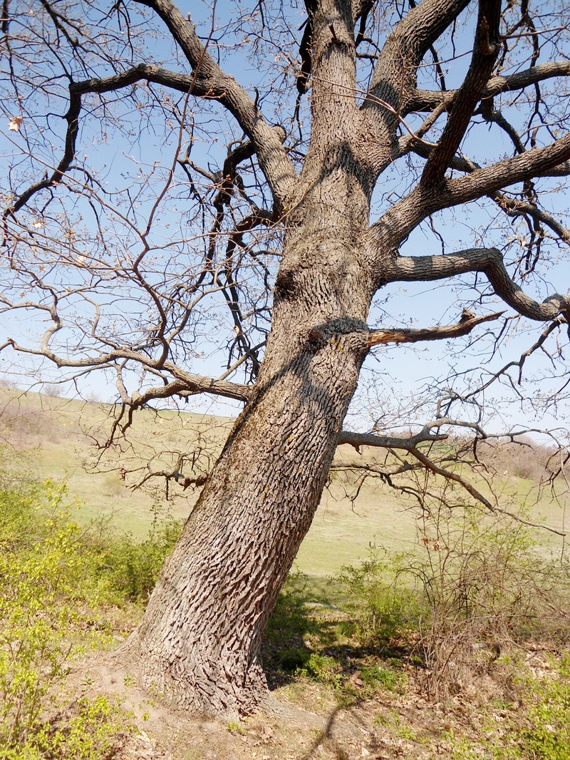 Quercus × haynaldiana photo 6