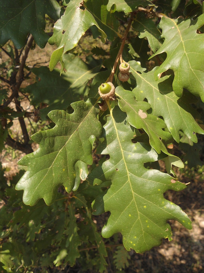 Quercus × haynaldiana photo 7