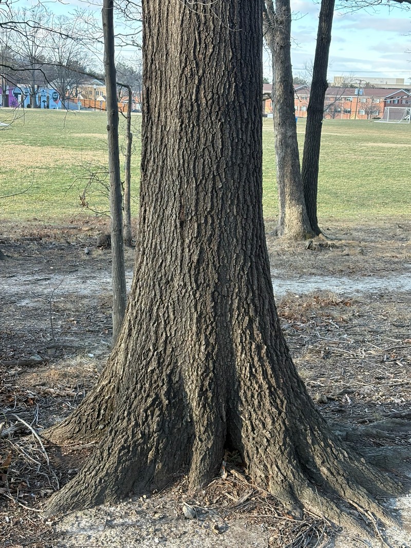 Bartram Oak