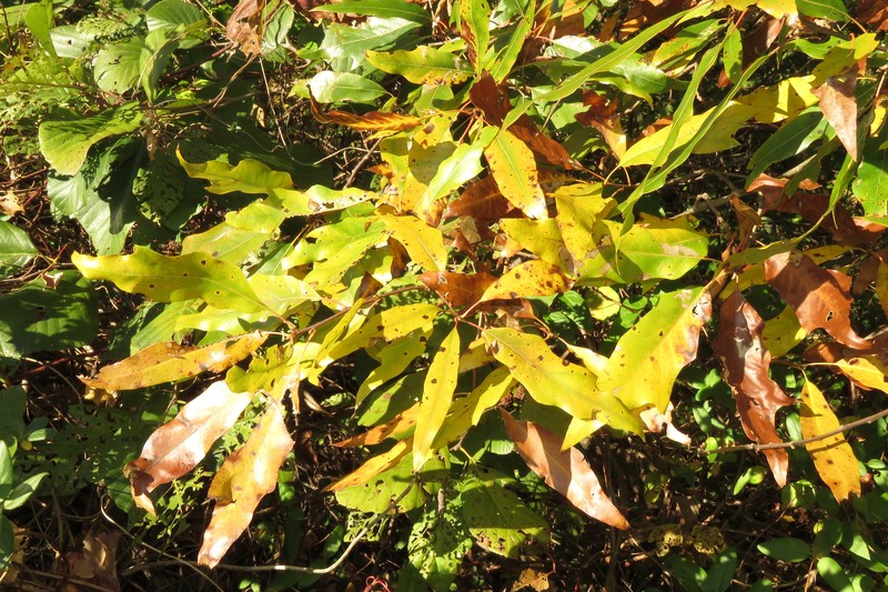Bartram Oak photo 5