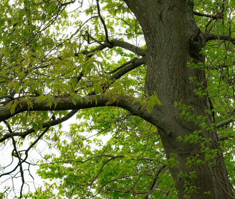 Bartram Oak photo 6