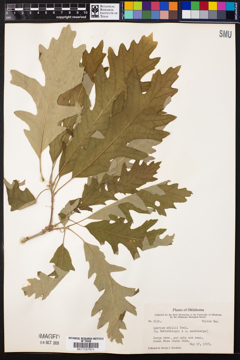 Quercus × hillii photo 4