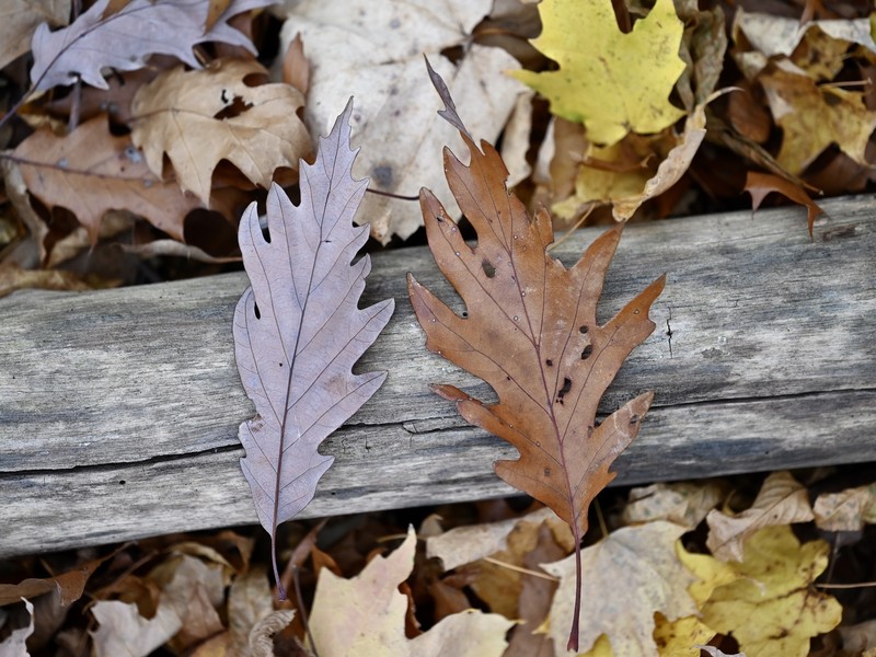 Quercus × hillii