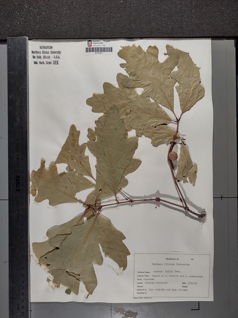 Quercus × hillii photo 2