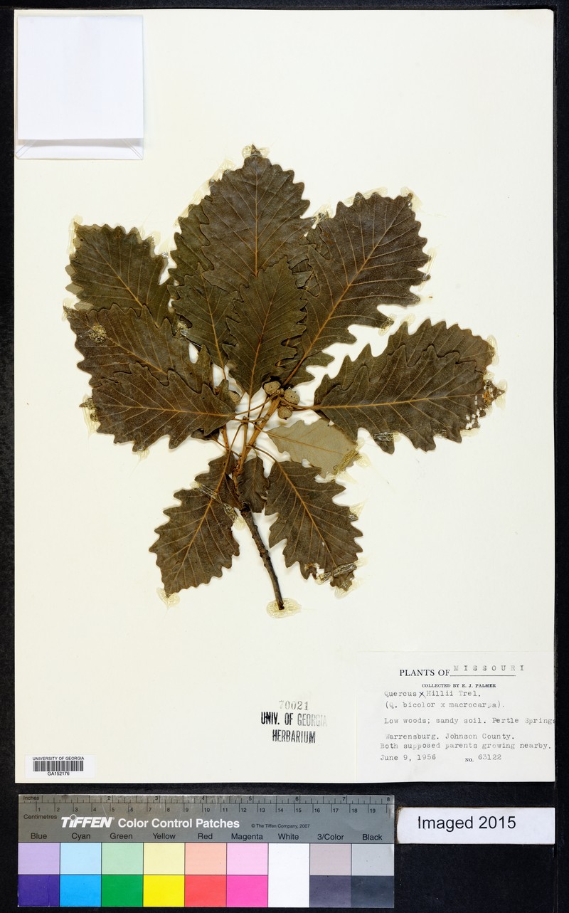 Quercus × hillii photo 3
