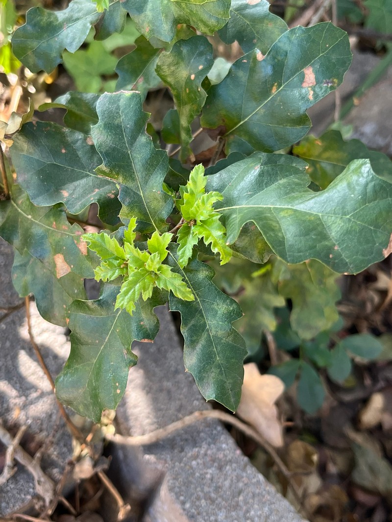 Quercus × hispanica