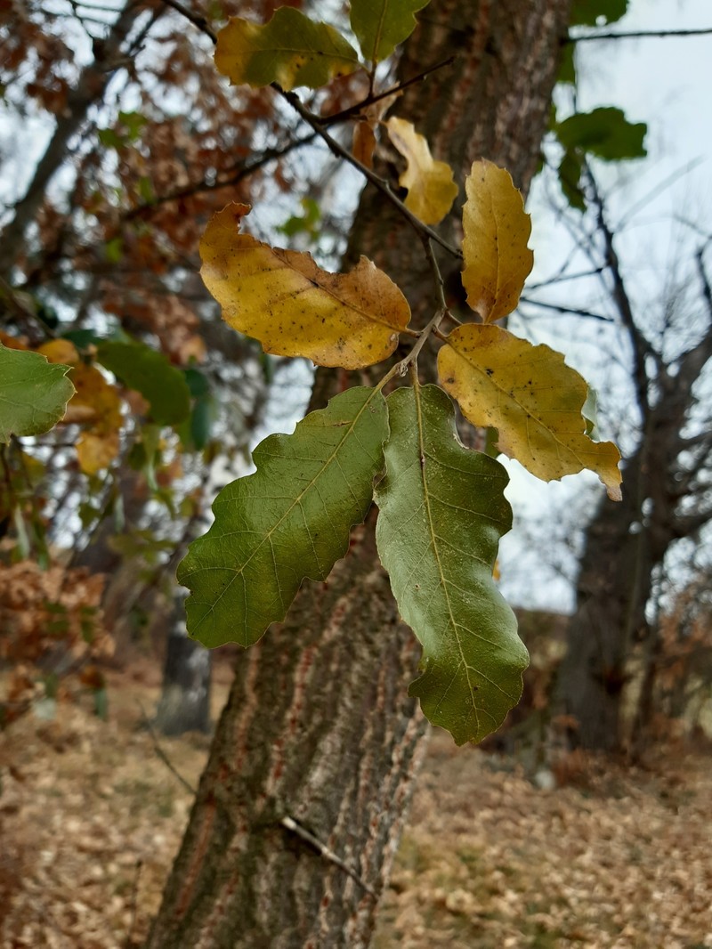 Quercus × hispanica photo 2