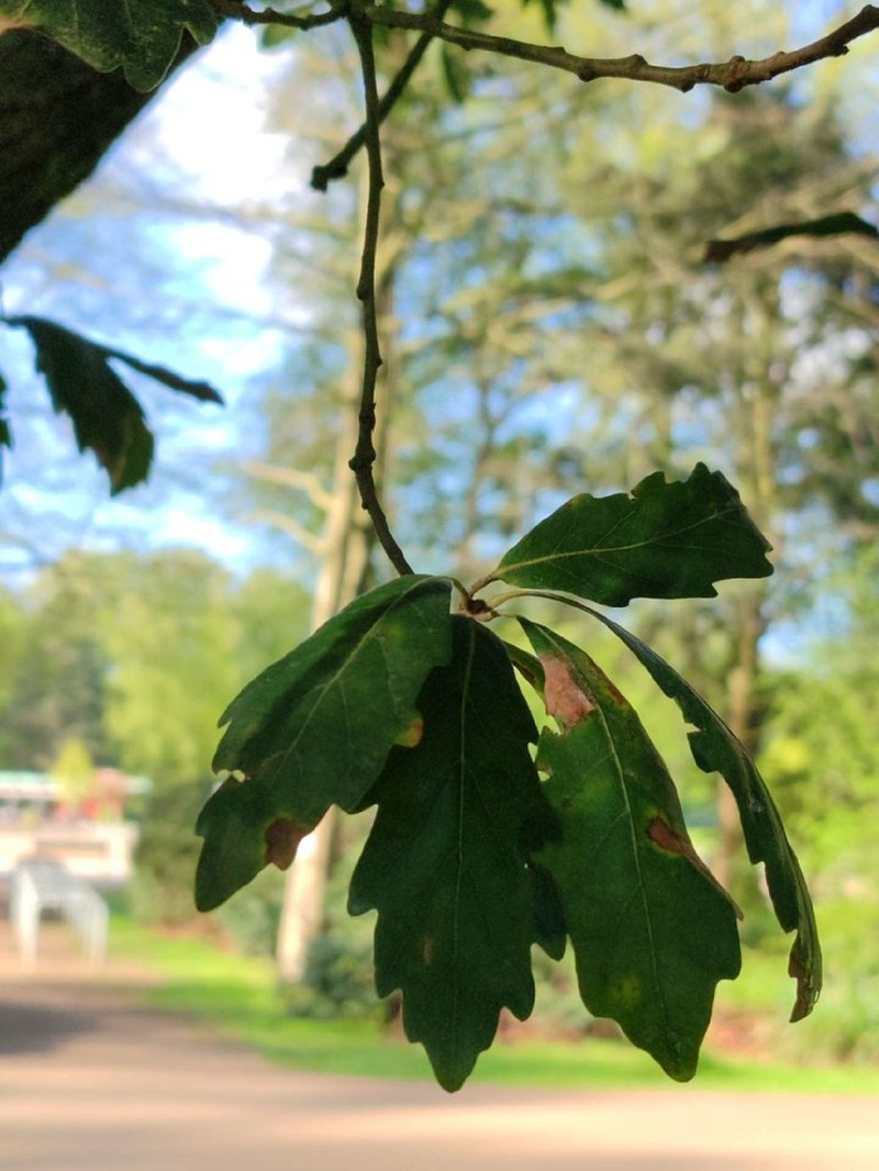 Quercus × hispanica photo 3