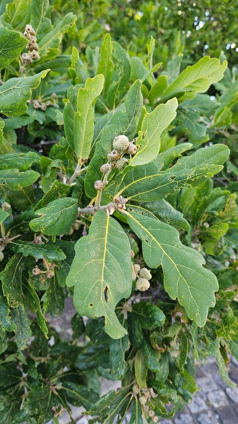 Quercus × hispanica photo 4