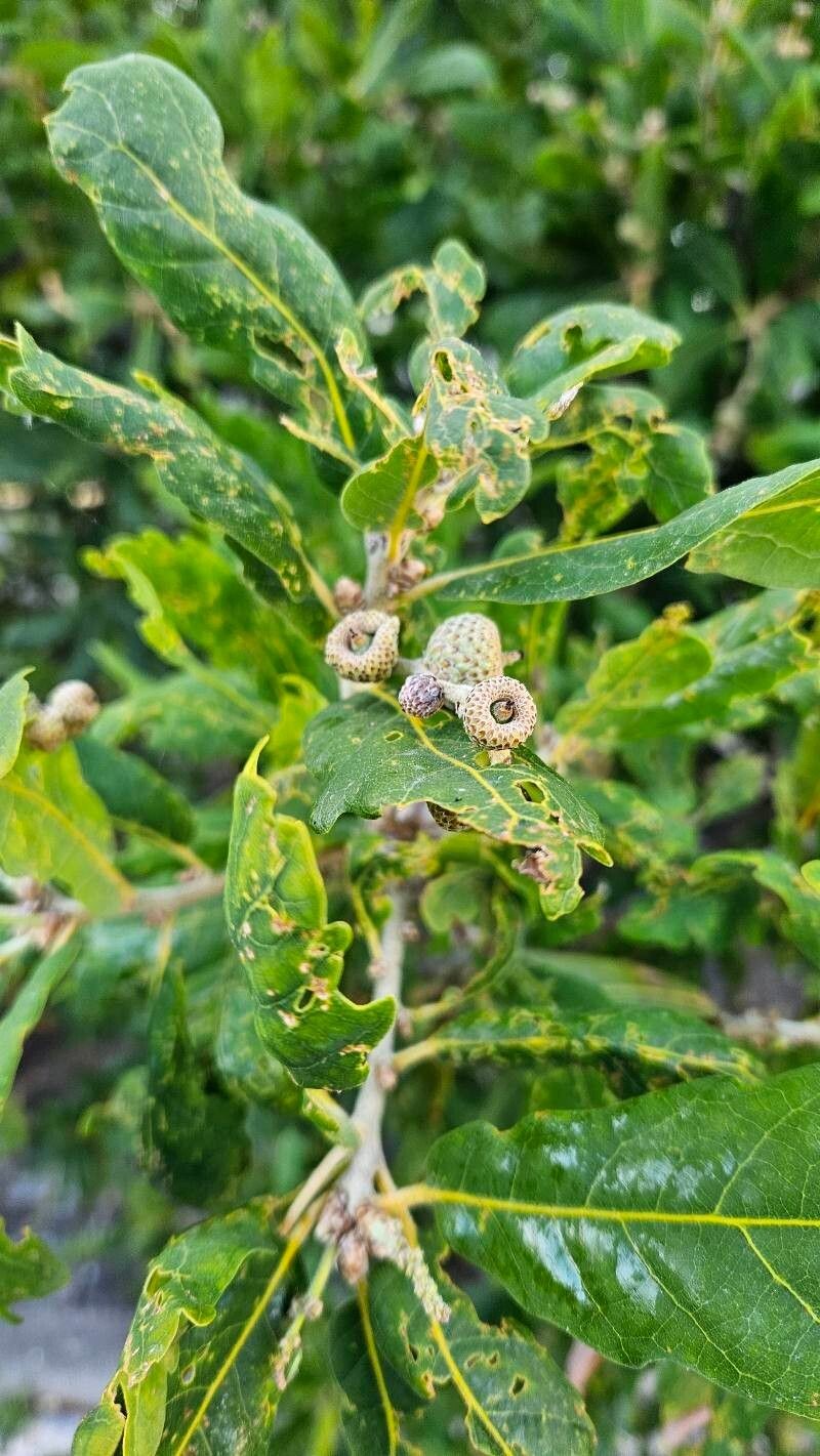 Quercus × hispanica photo 5