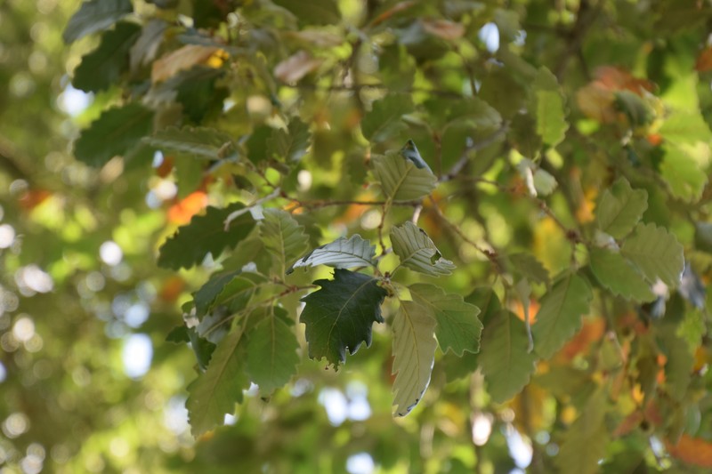 Quercus × hispanica photo 6