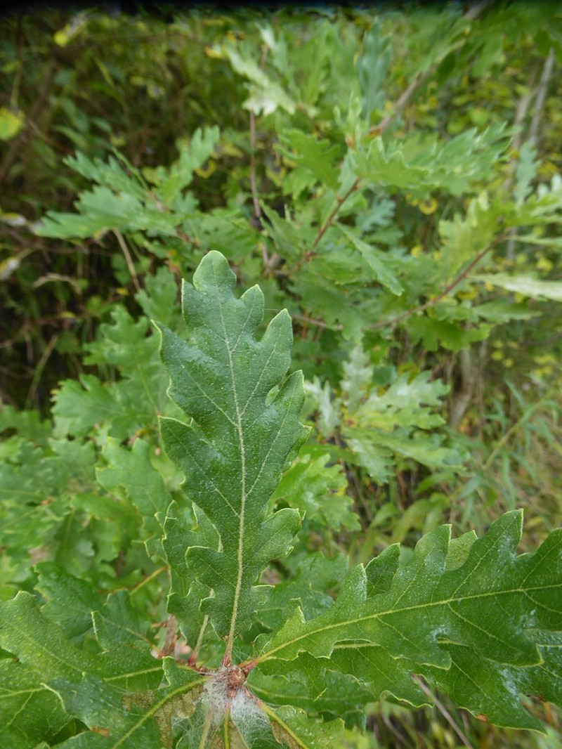 Quercus × hispanica photo 7