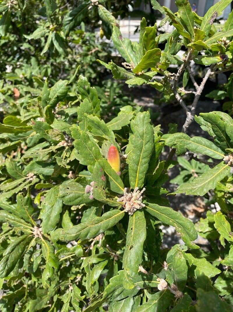 Quercus × hispanica photo 8