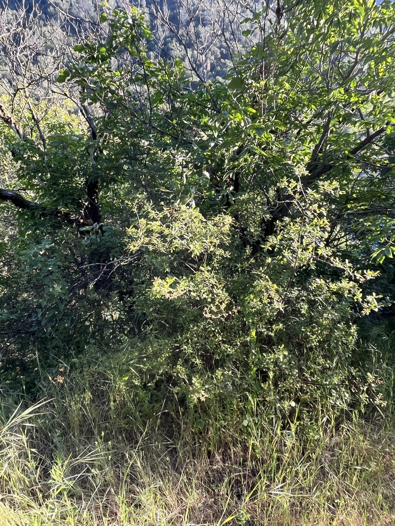 hybrid oak