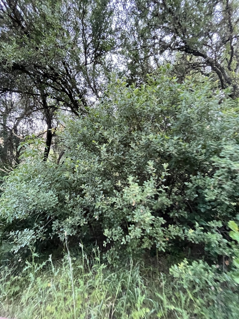 hybrid oak photo 3