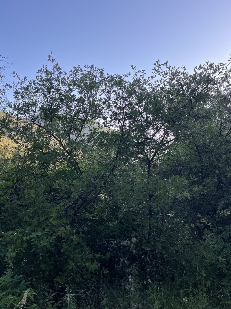 hybrid oak photo 5