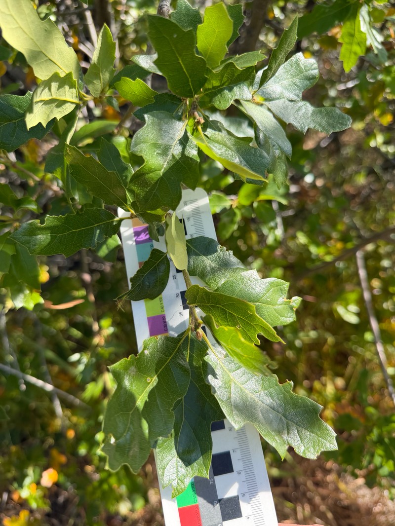 hybrid oak photo 6