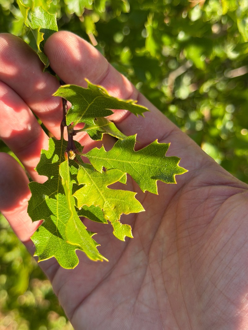 hybrid oak photo 7