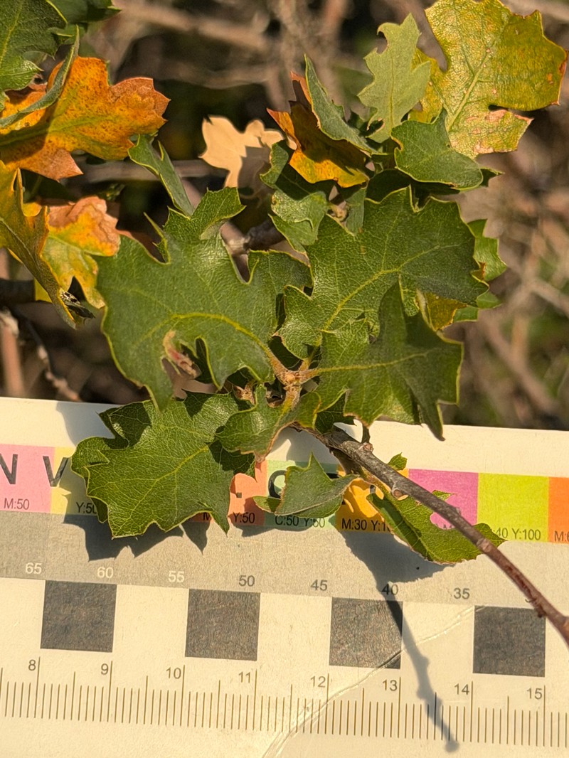 hybrid oak photo 8
