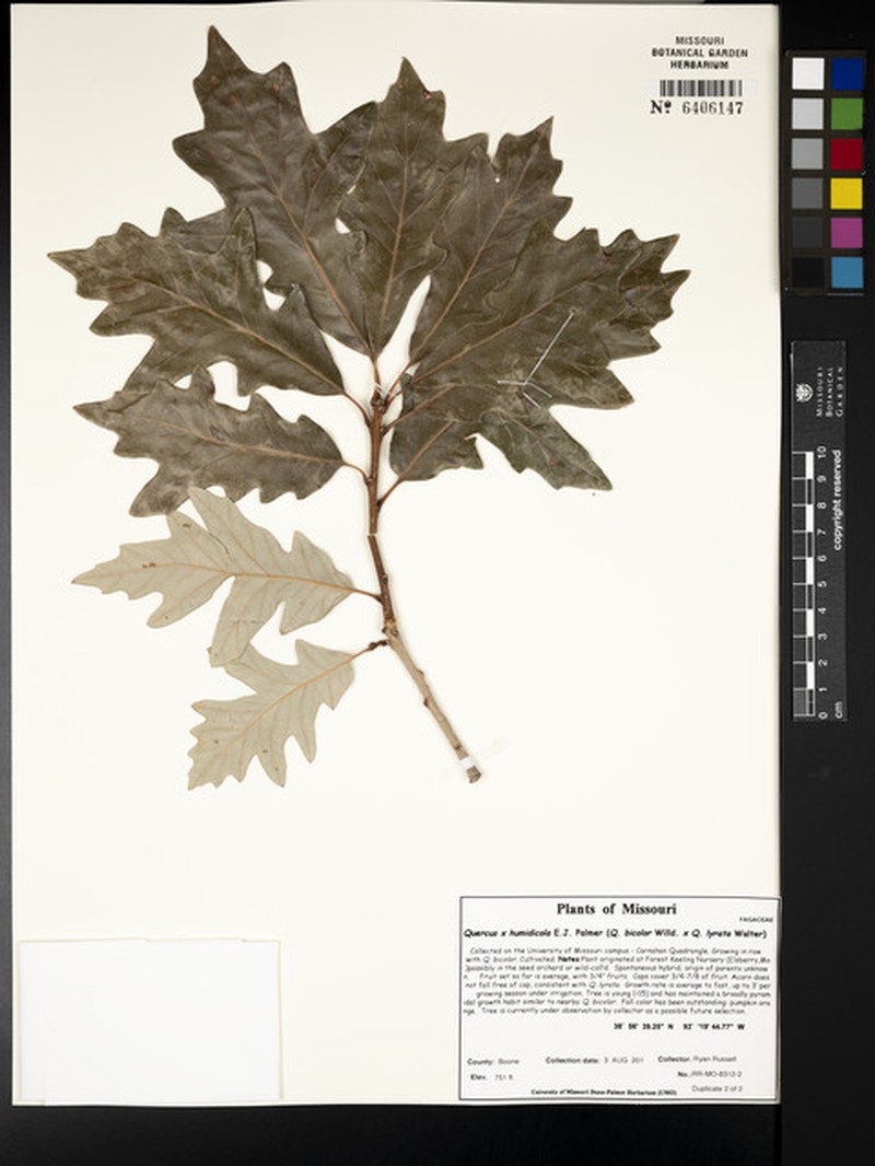 hybrid oak photo 3
