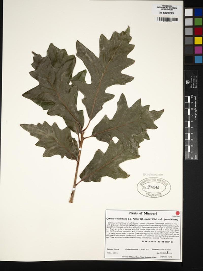 hybrid oak photo 4