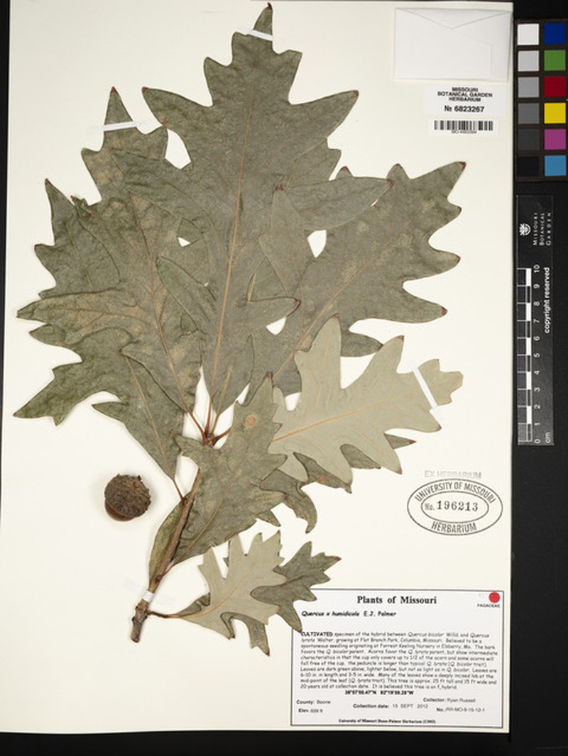 hybrid oak photo 5