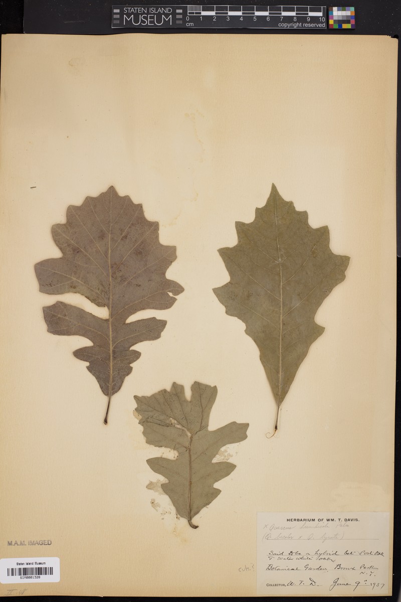 hybrid oak photo 6
