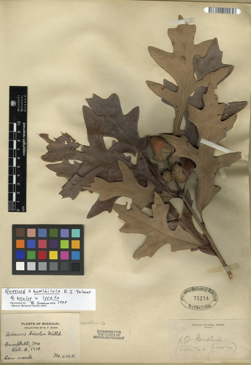 hybrid oak photo 7